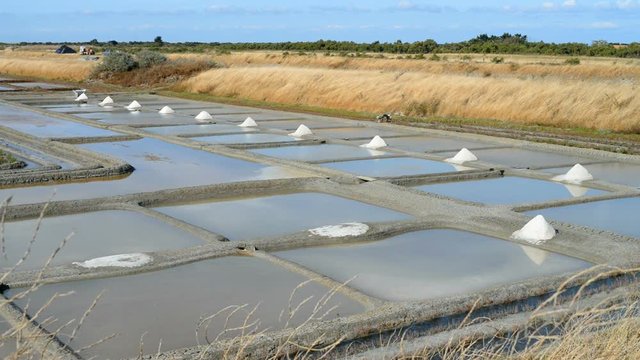 salt marsh in the Ile de Re, France, EU, Europe