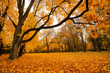Autumn October colorful park. Foliage trees alley
