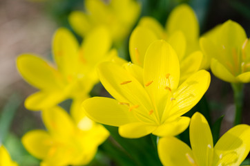 Obraz na płótnie Canvas Yellow flowers