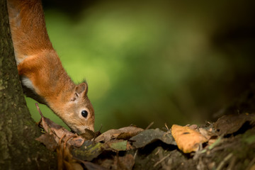 Red Squirrel searching for food.