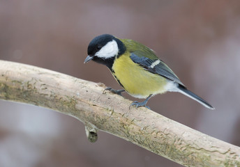 Parus major, Great tit