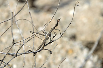 Fototapeta na wymiar Stick grasshopper the master of camouflage, sitting on some branches in Pato Canyon, northern Peru.