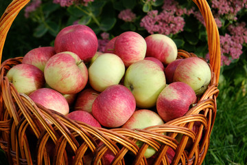 basket of apples on the grass background