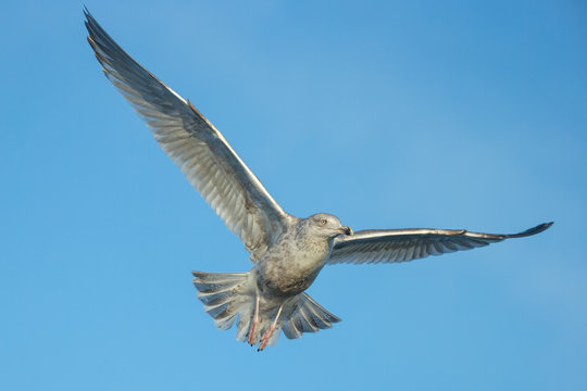 Juvenile Herring Gull in flight.