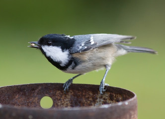 Coal Tit