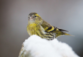 Eurasian siskin