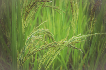 ear of rice in green background.