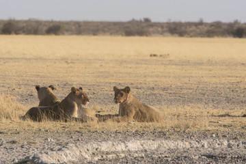 Obraz premium lions of the central kalahari at a waterhole