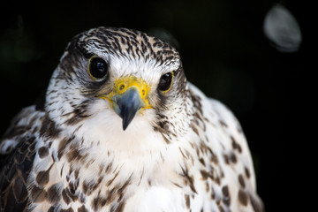Portrait of a common kestrel isolated