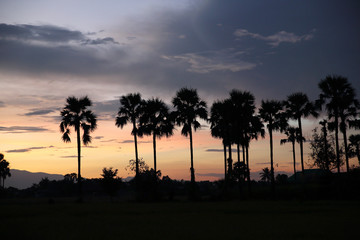 Obraz premium sunset with coconut trees