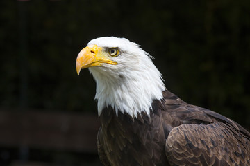 Beautiful north american bald eagle