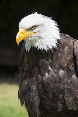 Beautiful north american bald eagle