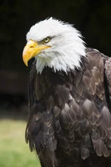 Foto op Plexiglas Beautiful north american bald eagle © Camera Nation