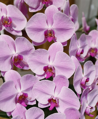 Naklejka na ściany i meble phalaenopsis orchid