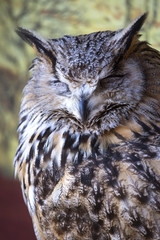 Portrait of The Eurasian Eagle Owl (Bubo bubo)