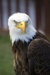 Beautiful north american bald eagle
