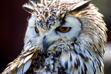 Obraz premium Portrait of The Eurasian Eagle Owl (Bubo bubo)