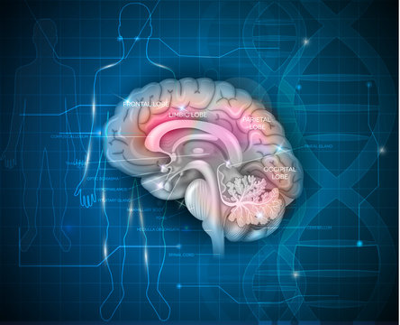 Human Brain research abstract scientific background with DNA chain