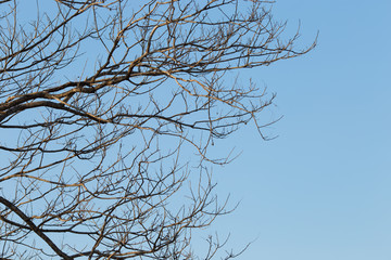 Obraz premium Branches of tree against the sky