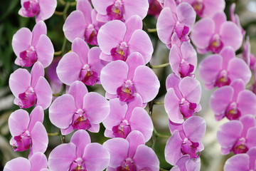Fototapeta na wymiar phalaenopsis orchid