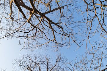 Branches of tree against the sky