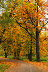 beautiful park at sunrise in autumn time. Nature background