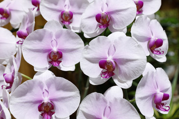 Obraz na płótnie Canvas phalaenopsis orchid
