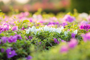 Bougainvillea