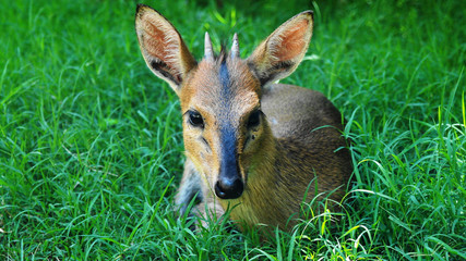 Portrait of looking to the camera roe