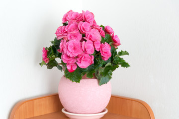 pink azalea in the interior of room