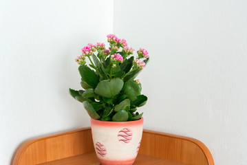 pink Kalanchoe in the interior of room