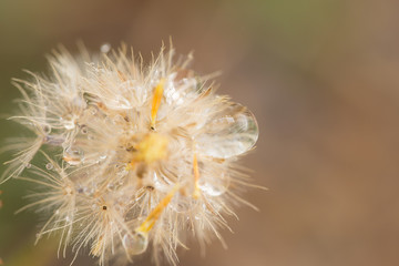 Dew on Dandelion