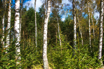Fototapeta premium Birch forest in early autumn