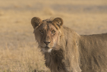 lions at a waterhole in the central Kalahari