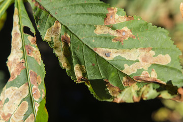 The leaves of chestnut.