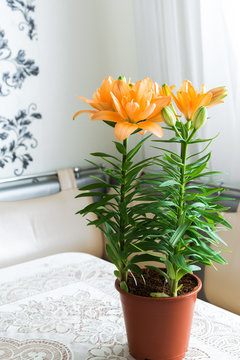 An orange lily in interior of room