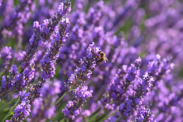 Blooming lavender flowers and a bee. Valensole, Provence, France