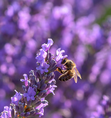 Macro image of lavender flower and a bee, Provence, France