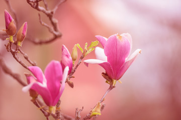 Blooming pink magnolia flowers in soft light, floral background