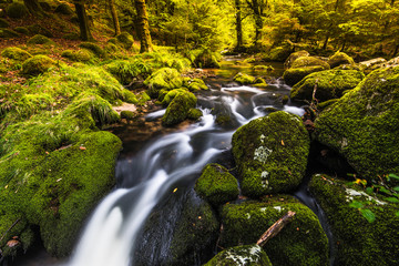 Naklejka na ściany i meble wild fast flowing creek in autumn forest