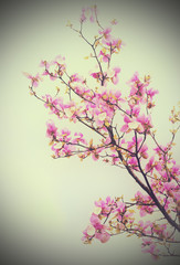 Blossoming branch of magnolia flowers, natural floral background, vintage style