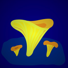 Vector illustration with mushrooms chanterelle on white background. Fresh organic food