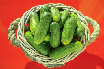 Fresh small cucumbers in wicker basket on red background. 