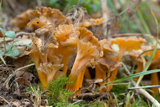 Yellow foot, Craterellus lutescens