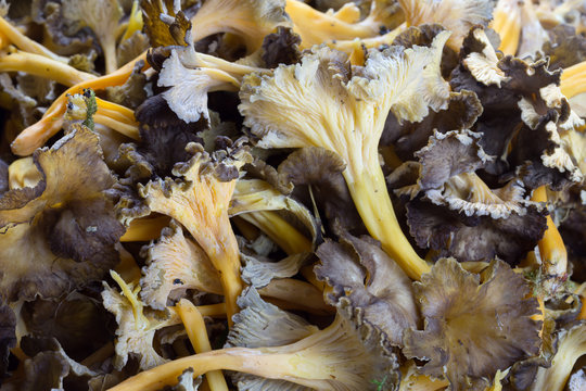 Harvest of yellow foot, Craterellus lutescens
