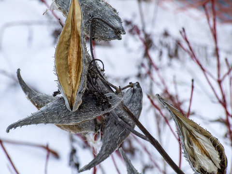 grey milkweed pods in winter