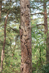 Baum und Borke