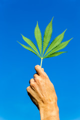Fototapeta na wymiar Hand holding green hemp leaf in blue sky