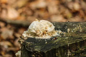 Baumpilz