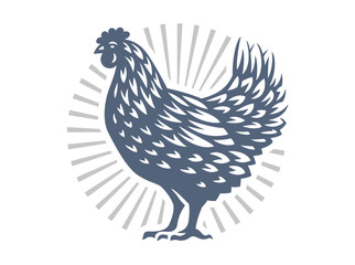 Fototapeta premium Beautiful chicken illustration on white background